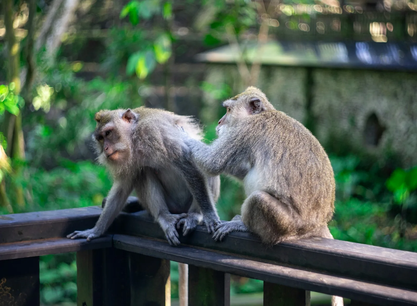 Sacred Monkey Forest Sanctuary (Ubud)